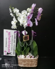 Eşsiz Zarafet: 4 Dallı İthal Grup Orkide Çeşitleri | Kagithanecicekci.net